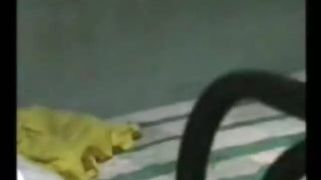 নকল যৌনদণ্ড, www xnxx con বাংলা বালিকা, মেয়ে সমকামী