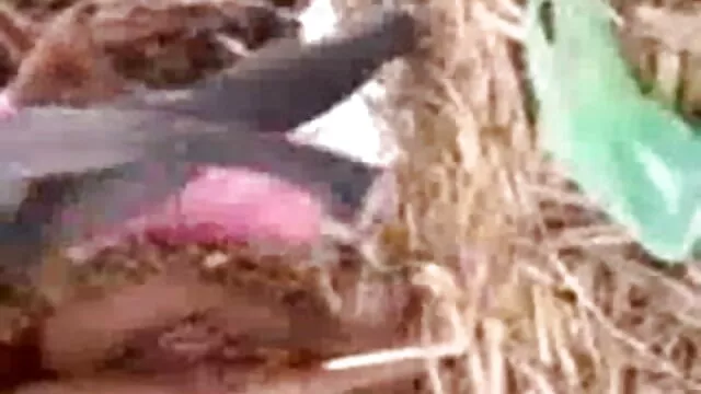 শ্যামাঙ্গিণী, ব্লজব, বাংলা video xxx দুর্দশা